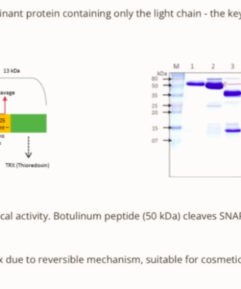 Clostridium Botulinum Polypeptide-1,